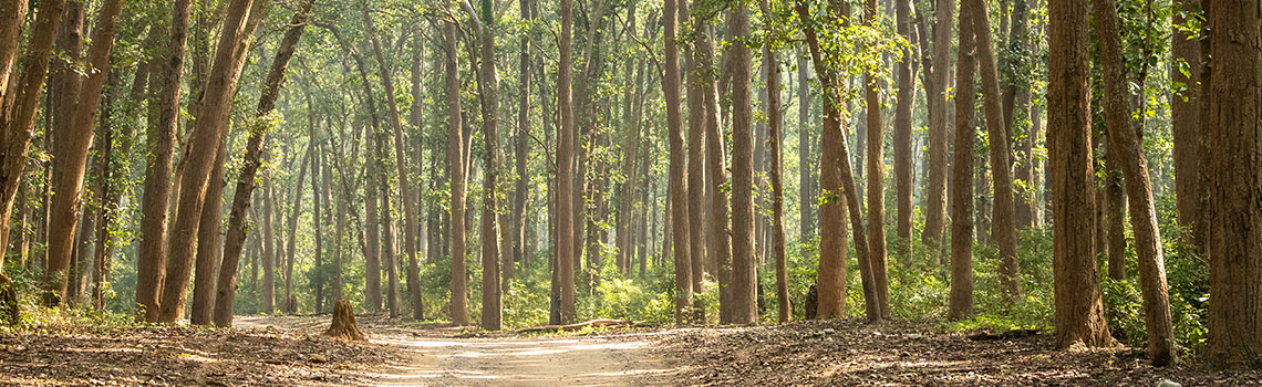 experience-best-jungle-safari-camp-at-ramnagar-uttarakhand