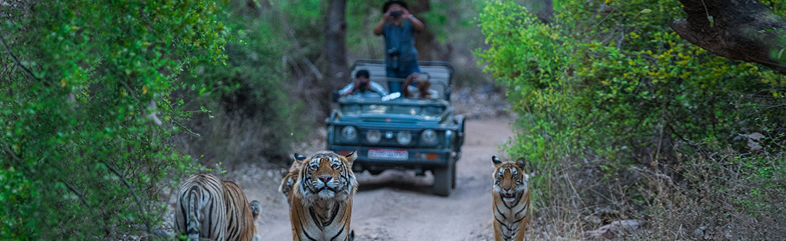 experience-wildlife-adventure-at-ranthambore-national-park-rajasthan