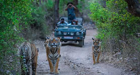 Experience wildlife adventures at Ranthambore National park Rajasthan