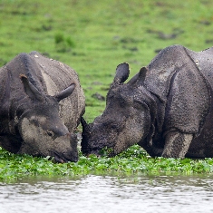 An Encounter with Rhinoceros