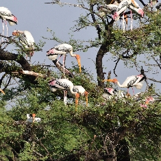 bharatpur