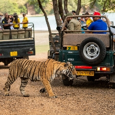 Golden Triangle and Tiger