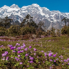 Valley Of Flowers